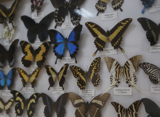 Крыльев прекрасных полет: волгоградцы смогут увидеть тропических бабочек
